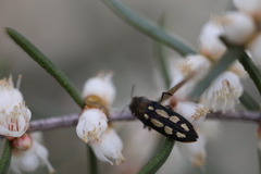 Castiarina crocicolor