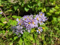 Symphyotrichum undulatum