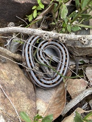 Pygopus lepidopodus
