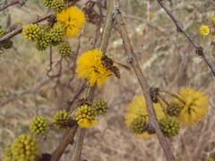 Brachygastra lecheguana