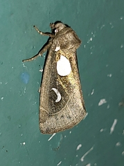 Plagiomimicus olvello