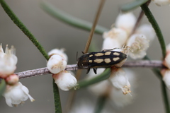 Castiarina crocicolor