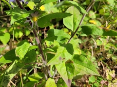 Symphyotrichum undulatum