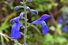 Salvia patens