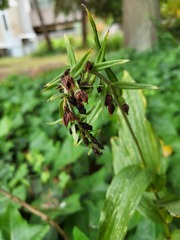 Epipactis