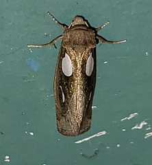 Plagiomimicus olvello