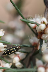 Castiarina crocicolor