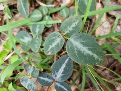 Desmodium uncinatum