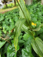 Epipactis