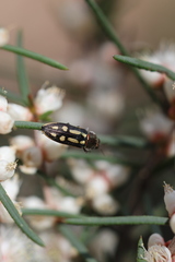 Castiarina crocicolor