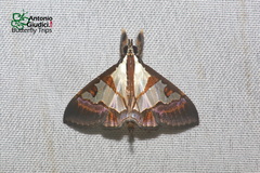 Dausara marginalis