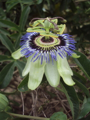 Passiflora caerulea
