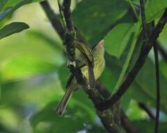 Rhynchocyclus olivaceus