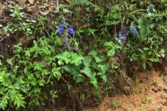 Salvia patens