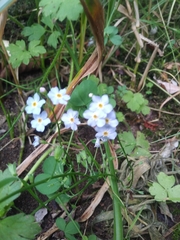 Myosotis laxa