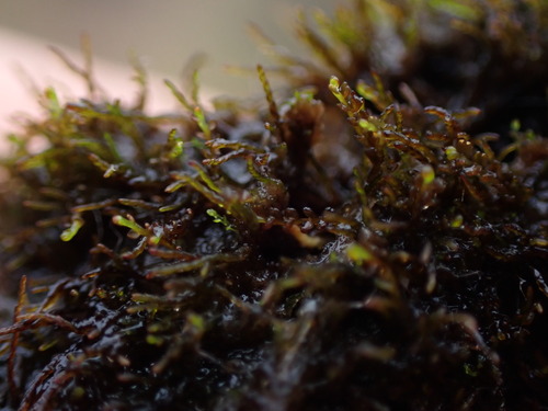 Gymnocolea inflata ssp. acutiloba