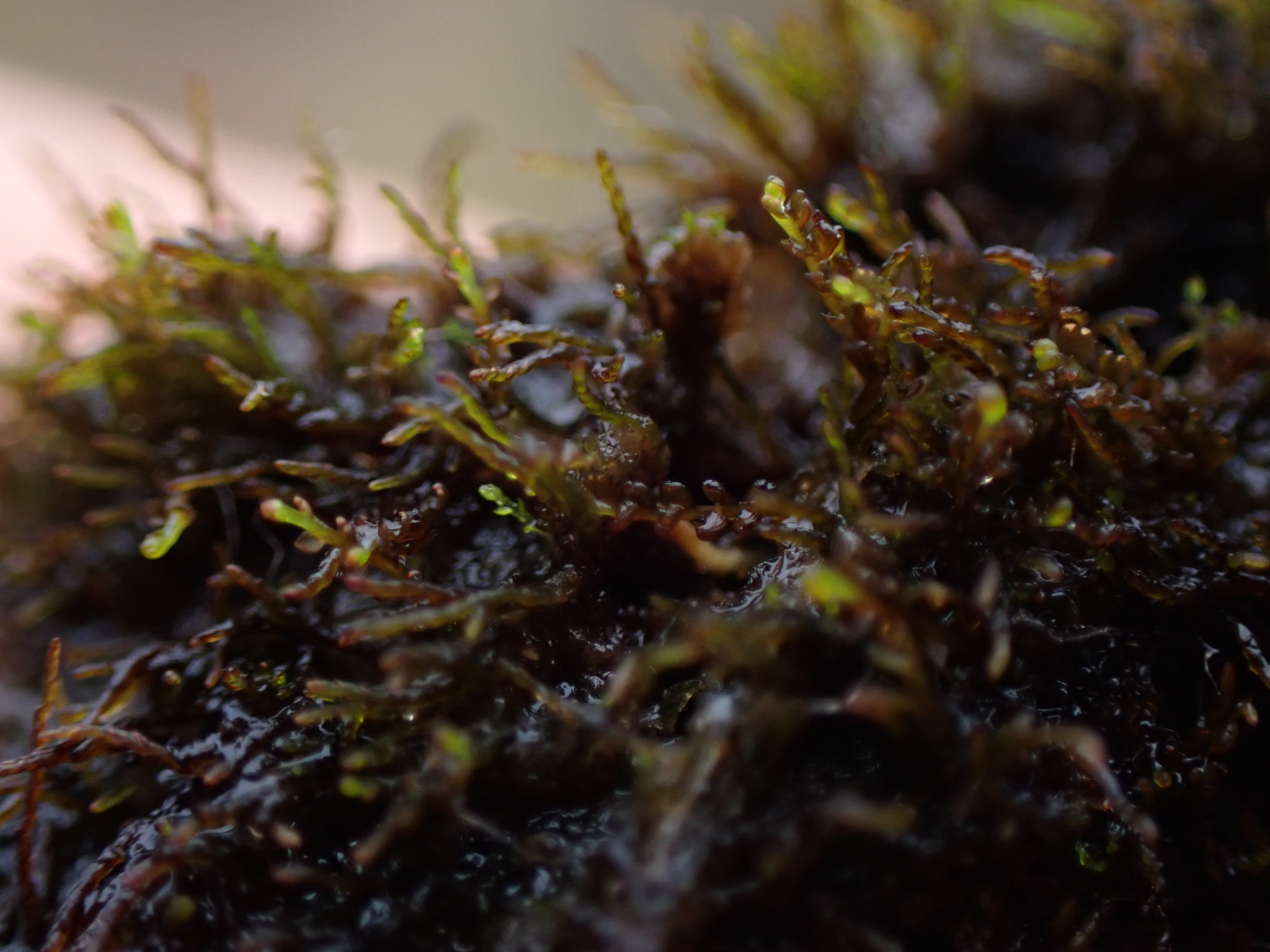 Gymnocolea inflata ssp. acutiloba
