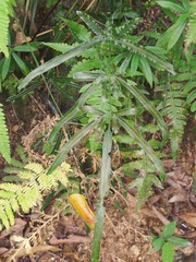 Pteris ensiformis