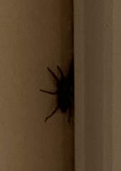 Scotophaeus blackwalli