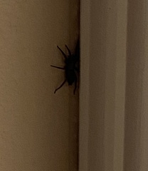 Scotophaeus blackwalli