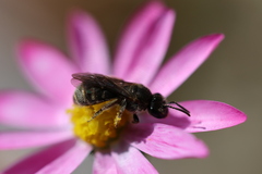 Chilalictus