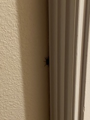 Scotophaeus blackwalli