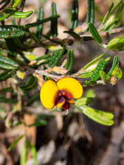 Bossiaea eriocarpa