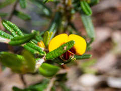 Bossiaea eriocarpa