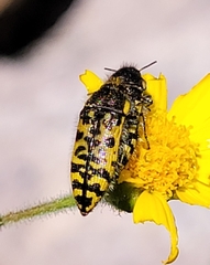 Acmaeodera decipiens