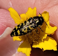 Acmaeodera decipiens