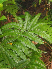 Pteris fauriei