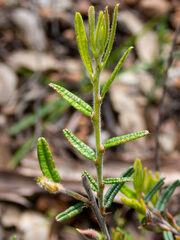 Bossiaea eriocarpa
