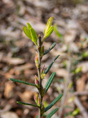 Bossiaea eriocarpa