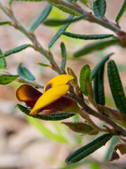 Bossiaea eriocarpa
