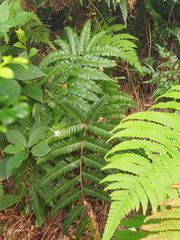 Pteris fauriei