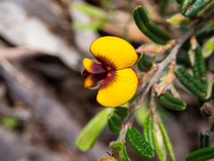 Bossiaea eriocarpa