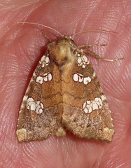 Papaipema marginidens