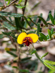 Bossiaea eriocarpa