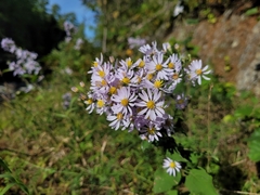 Symphyotrichum undulatum