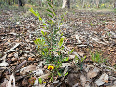 Bossiaea eriocarpa