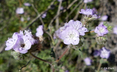Phacelia ciliata