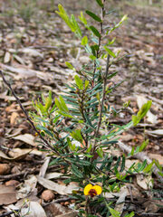 Bossiaea eriocarpa
