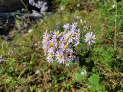 Symphyotrichum undulatum