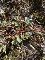 Sibbaldia procumbens