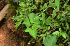 Salvia patens