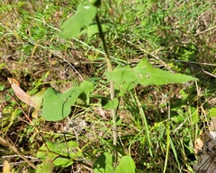 Symphyotrichum undulatum