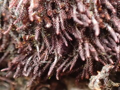 Andreaea
