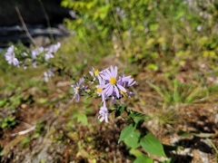 Symphyotrichum undulatum