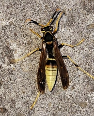 Polistes comanchus