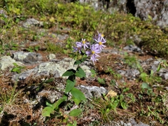 Symphyotrichum undulatum